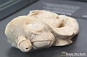 VBS_2583 - Organi riproduttivi maschili - Mostra Body Worlds